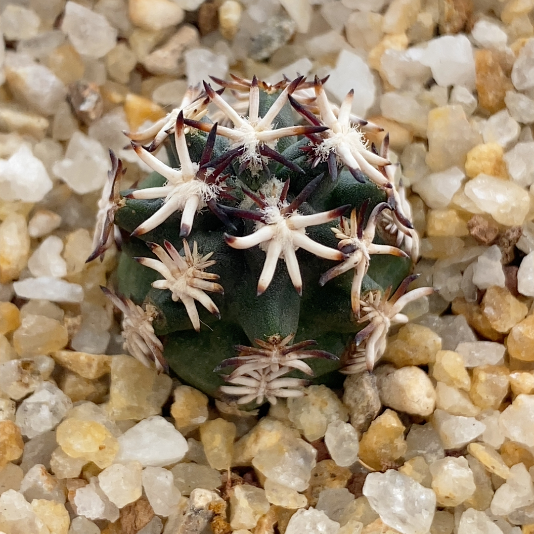 短豪刺青花虾实生1.8cm655