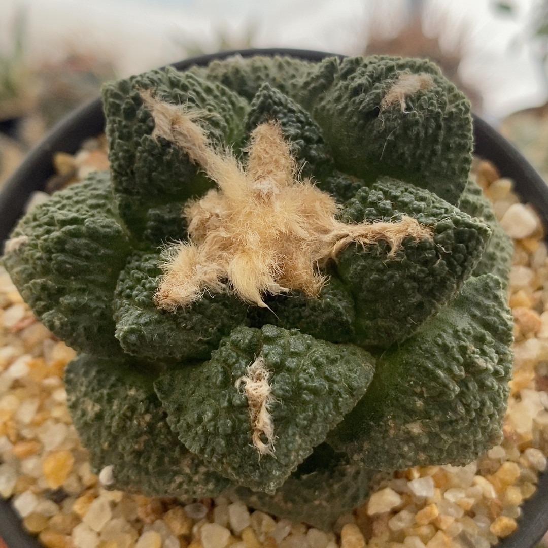 丸叶龟甲牡丹6.8cm295,鲜花速递/花卉仿真/绿植园艺,多肉植物,淘宝优惠券,粉丝福利购,淘宝优惠卷