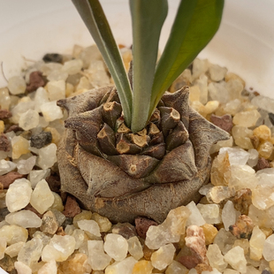 铁甲丸实生2.5cm779