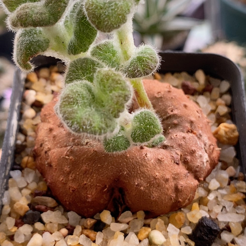 断崖王子实生块根5.1cm550