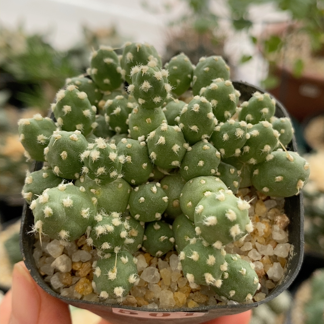 罗西安娜团扇6.9cm501