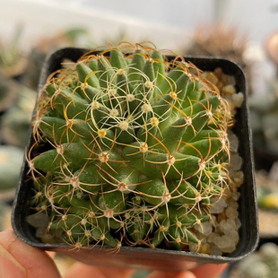 琴丝群实生5.4cm285