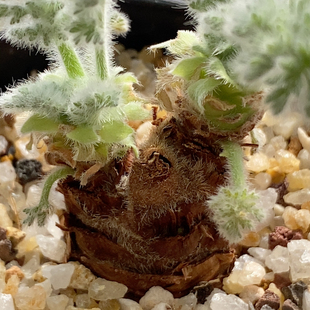 羽叶洋葵实生2.2cm167