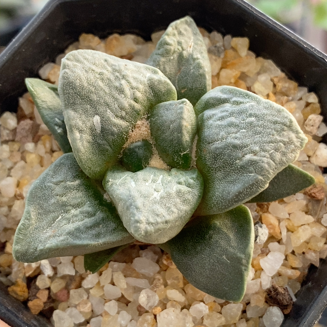 牛舌牡丹实生5.1cm317