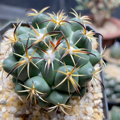 钢钉实生5.3cm578