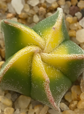 银沙红叶鸾凤玉实生3cm646