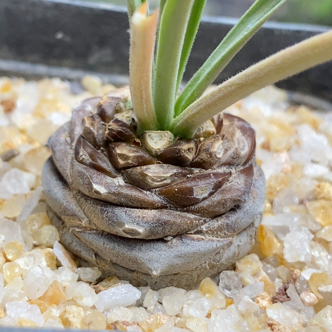 铁甲丸实生2.8cm830