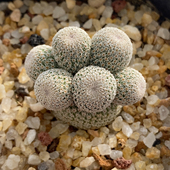 月世界群3.1cm561