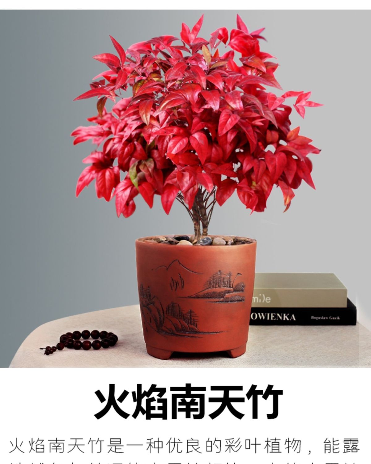 火焰南天竹阳台草苗庭院仙草盆栽潮汕喜事吉祥植物耐寒四季绿植