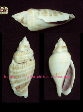 海螺贝壳（一图一物）5.8 CM 真驼背凤凰螺  标本收藏 10786