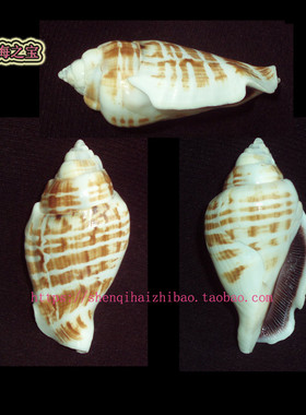 海螺贝壳（一图一物）5.6 CM 真驼背凤凰螺  标本收藏10785