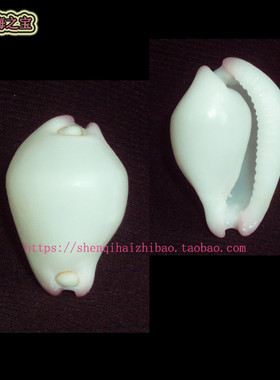 海螺贝壳（一图一物）3.1 CM 玉兔螺  标本收藏 10779