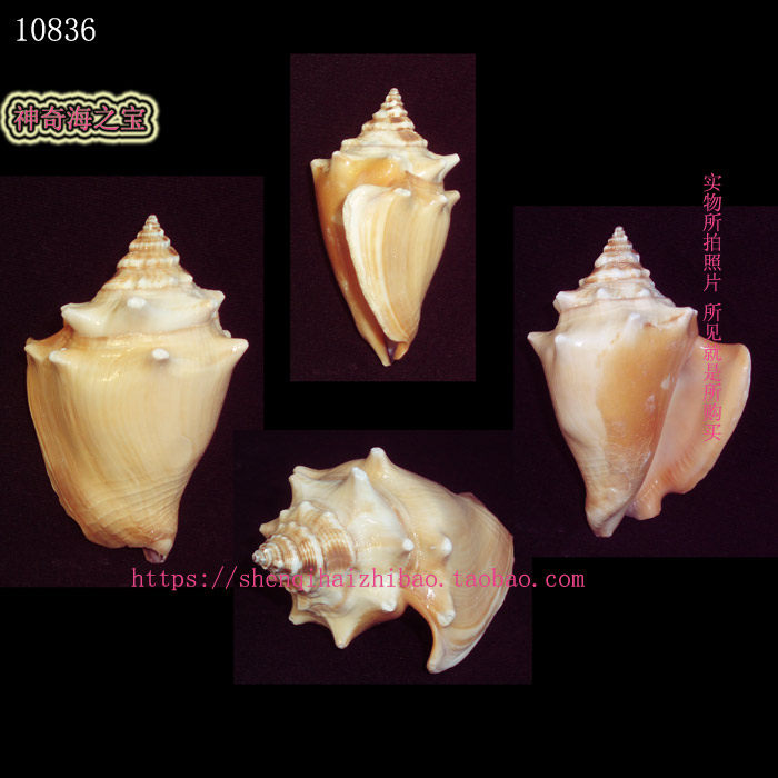 海螺贝壳（一图一物）8.3CM 金拳凤凰螺  标本收藏10836