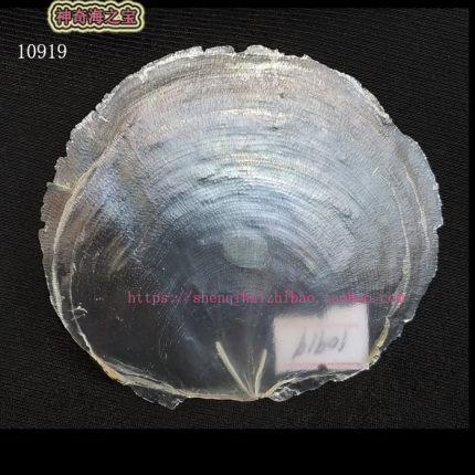 海螺 9CM 云母贝 云母海月  透明贝壳 单片 家居装饰 签名1091
