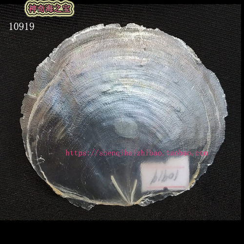 海螺 9CM 云母贝 云母海月  透明贝壳 单片 家居装饰 签名1091