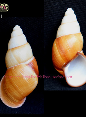海螺贝壳（所见即所得）6.6CM  蜗牛  标本 收藏11321