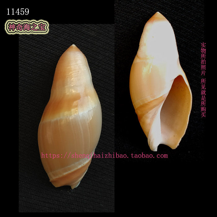 海螺贝壳(所见即所得)3.7CM 乳头榧螺 标本收藏11459