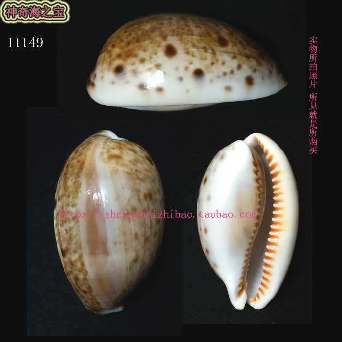 海螺贝壳（所见即所得）5.5CM  山猫宝螺 标本 收藏 11149图片