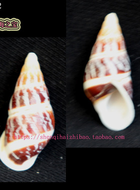 海螺贝壳（所见即所得）4.1CM 树 蜗牛  标本收藏 寄居㙰壳11382