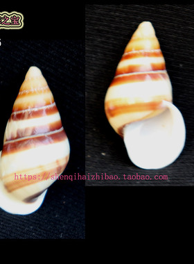 海螺贝壳（所见即所得）3.6CM 树 蜗牛  标本收藏 寄居㙰壳11386