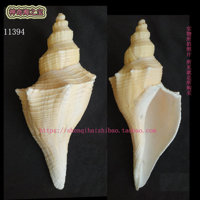 海螺  29.5CM 角香老螺 号角 吹号螺号 法事道具 佛堂供奉11394