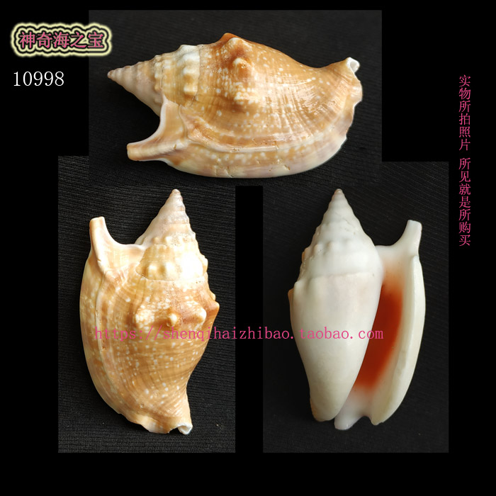 海螺贝壳（一图一物）6.4CM绯袖凤凰螺标本收藏10998-封面