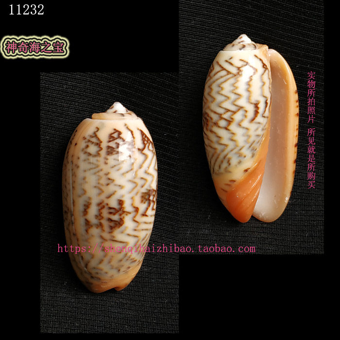 海螺贝壳(所见即所得)4CM 金唇榧螺 标本 收藏 11232