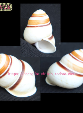 海螺贝壳（所见即所得）3.9CM  蜗牛  标本 收藏11377