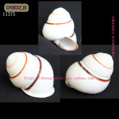 海螺贝壳（所见即所得）3.9CM  蜗牛 标本 收藏11375