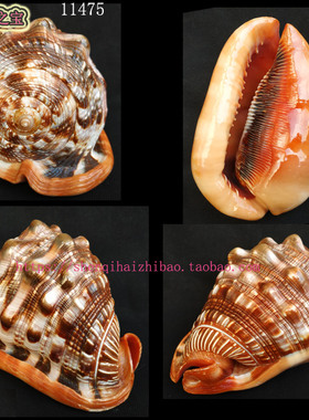 大海螺（所见即所得）16.4CM 万宝螺 招财水族箱 四大名螺11475