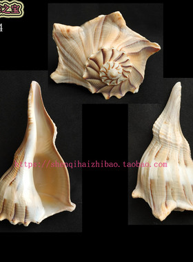 大海螺15.5CM 左旋螺 右旋螺 白色螺 家居装饰摆设 风水螺11194