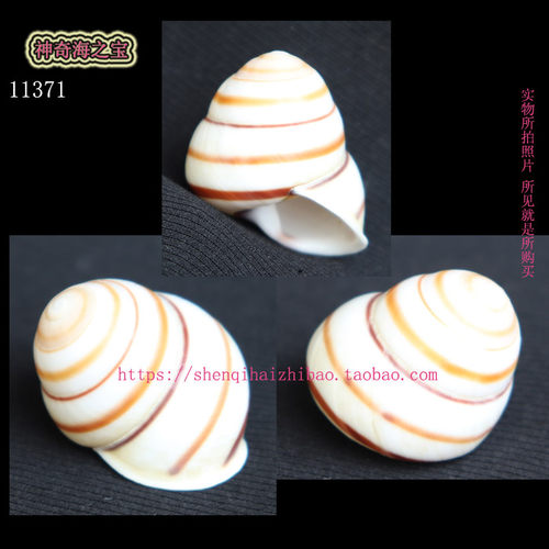 海螺贝壳（所见即所得）3.6CM  蜗牛  标本 收藏 11371