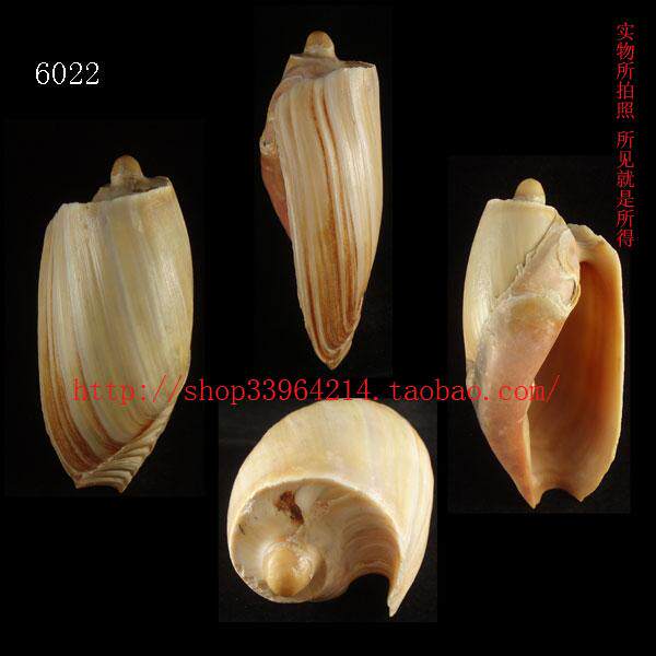 海螺贝壳 所见即所得化石螺 13.9CM 黄瓜宽口涡螺 厚重体标本6022