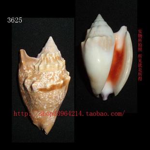 绯袖 海螺贝壳 7CM 标本收藏3629 所见即所得 凤凰螺