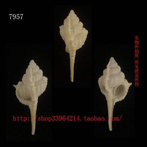 海螺贝壳（所见即所得）4.7CM 白化 骨螺  收藏标本7957