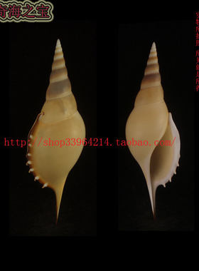 海螺（所见即所得12.7CM 马丁螺 透明螺质标本收藏水族箱装饰9002