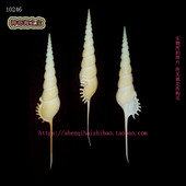 对图发货 21.5CM 长鼻螺 海螺贝壳 凤凰螺科 标本收藏10246