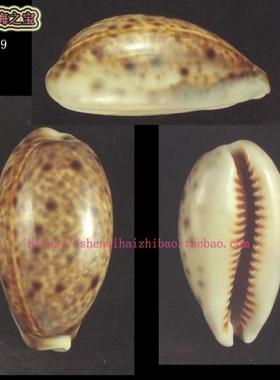 海螺贝壳（所见即所得）4.2CM  山猫宝螺 标本 收藏 10199