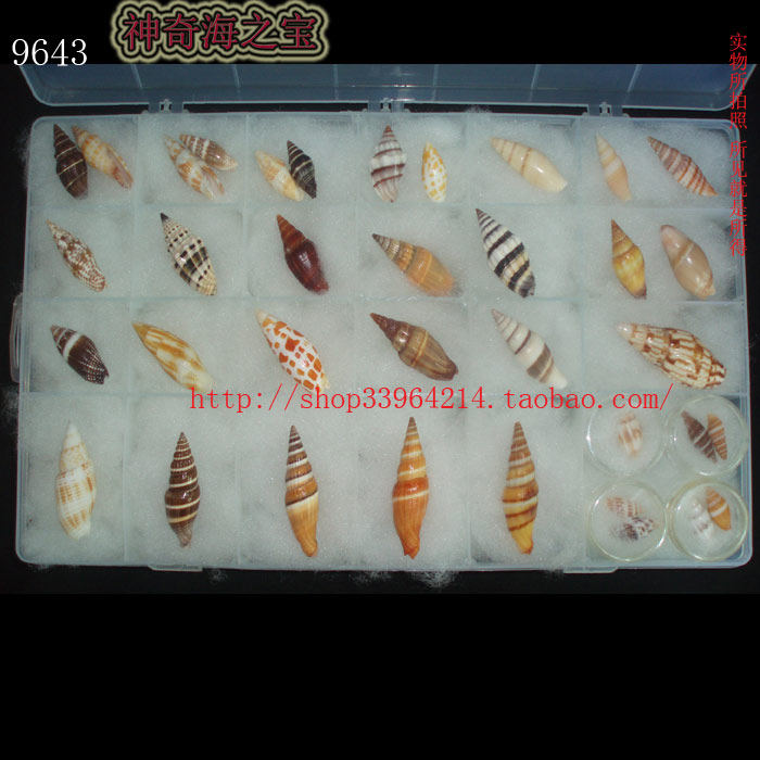 一物全套配盒天然收藏海螺贝壳
