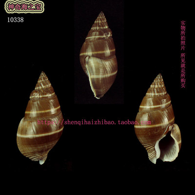 海螺贝壳 （所见即所得）4.5CM  黑织纹螺 标本收藏寄居㙰壳10338