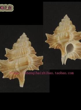 海螺贝壳（一图一物）4.8CM  翼法螺   标本 收藏 9992