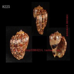 大海螺 (一物一图) 5.1CM 艳美杨桃螺 特红体 8225