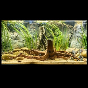 瑞典BTN奥里诺科3D水族背景板Back to Nature鱼缸内立体造景素材