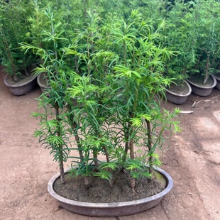 水杉树苗客厅桌面微型小盆景水松树水培植物丛林好养绿植观叶植物