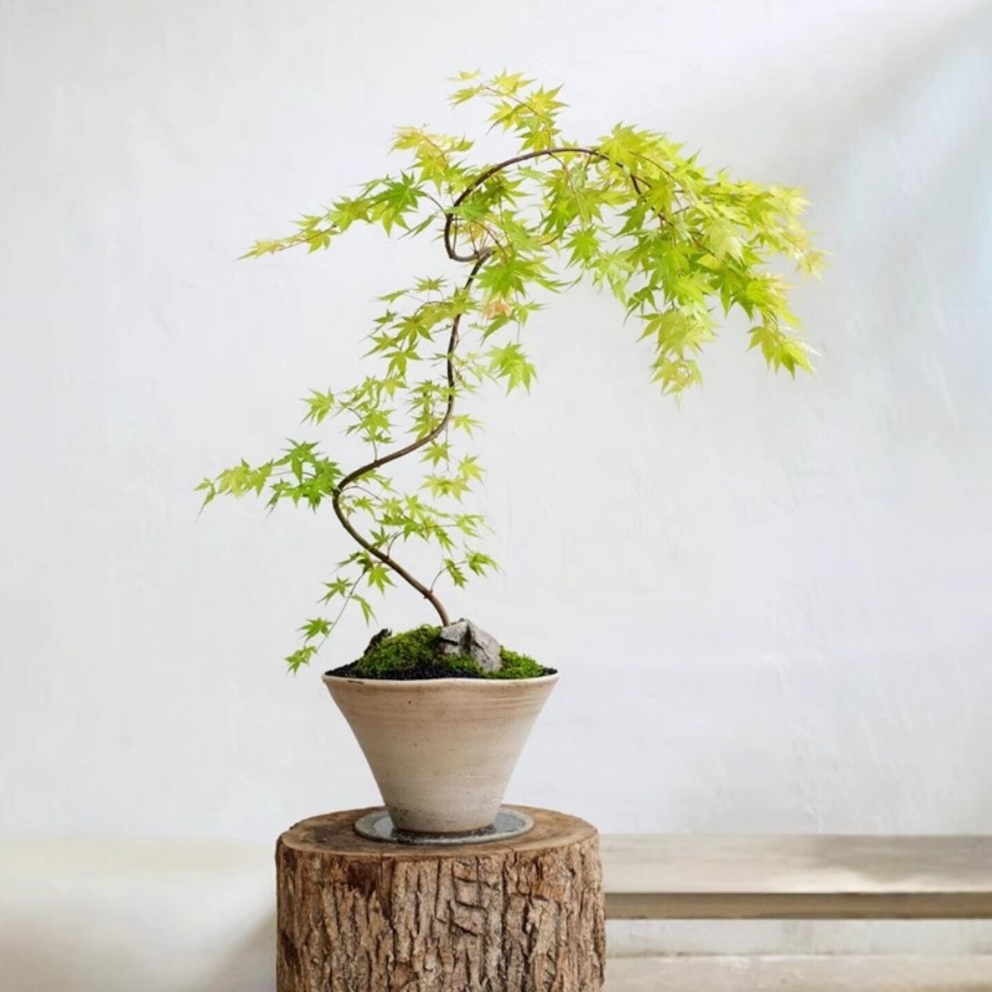 流泉枫盆栽树苗室内绿植图片