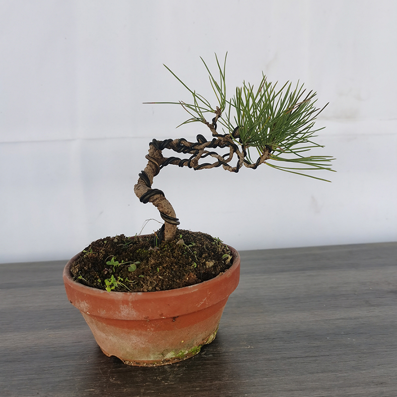 造型黑松老桩盆景四季常青