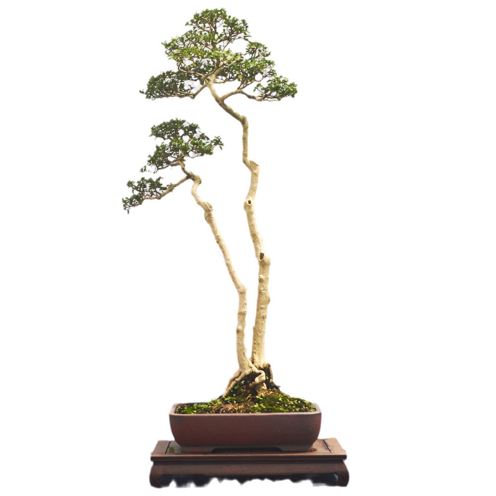 瓜子老黄杨盆景造杨型黄素桩实物矮霸造型黄杨盆景四季常青树桩材