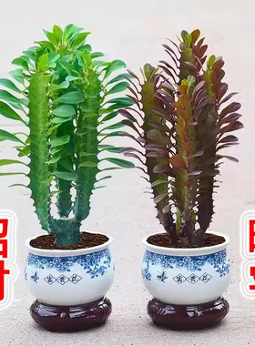 招财镇宅龙骨植物绿植花卉盆栽办公室客厅好养植物多肉玉麒麟耐旱