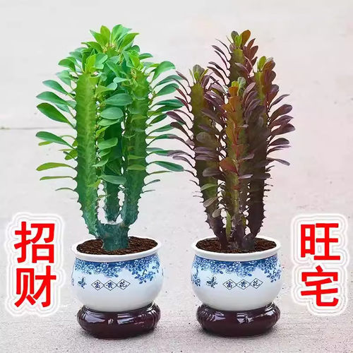 招财镇宅好养龙骨玉麒麟盆栽