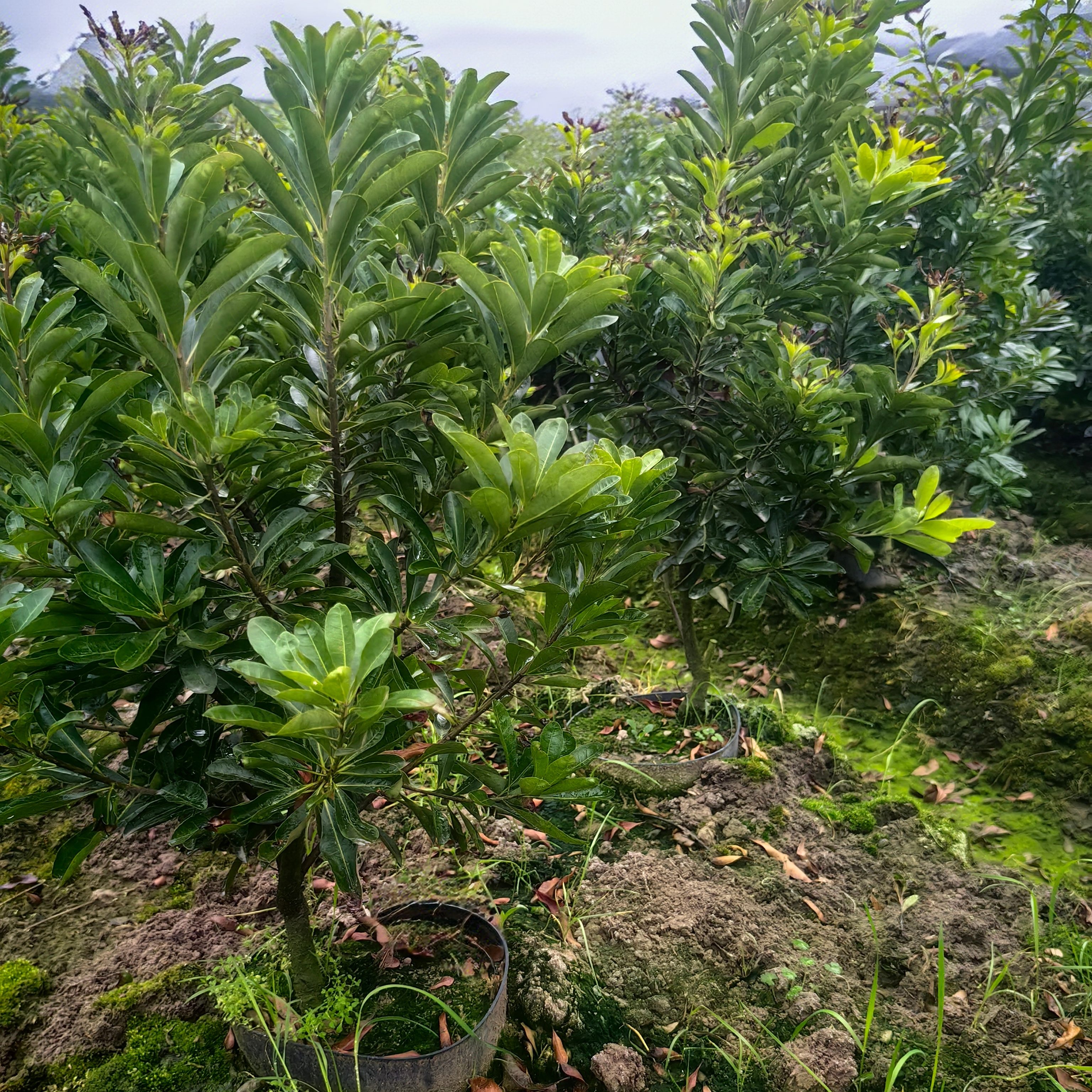 仙居水晶白杨梅嫁接树苗带杯土
